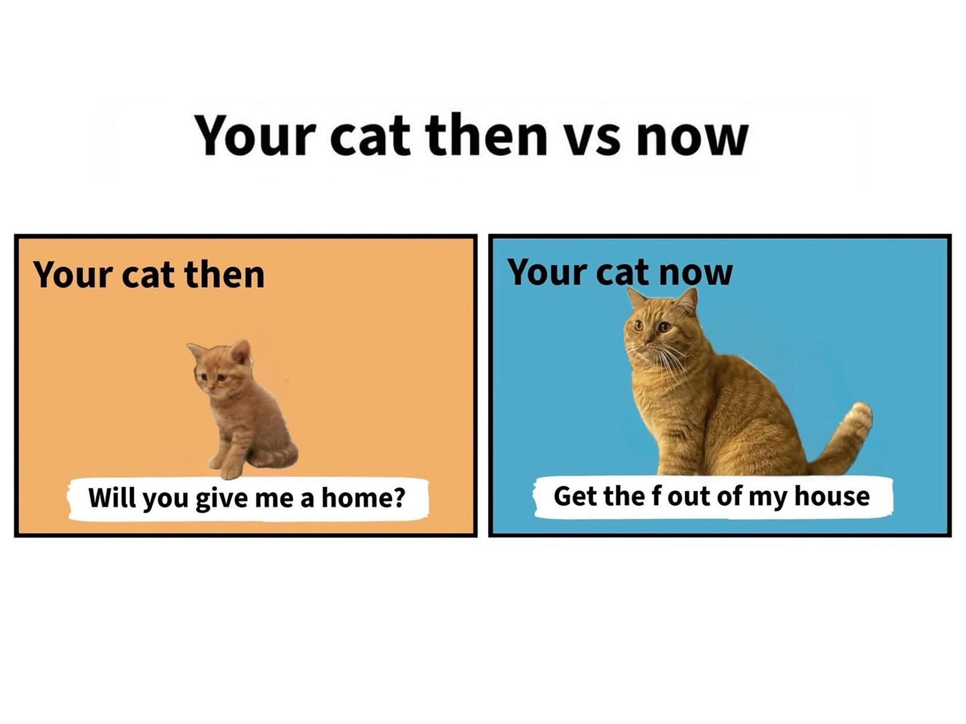 CatMeme